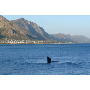 Photo Afrique du Sud Harmanus 2008-09 242