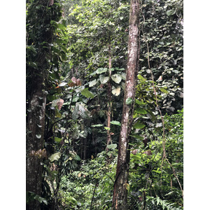 Photo Guadeloupe Cascade aux écrevisses 2021-02 16
