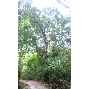 Photo Costa Rica Montezuma 2015-03 476