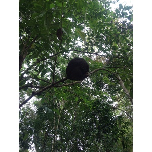 Photo Costa Rica Montezuma 2015-03 391