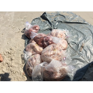 Photo Thaïlande Ko Samet 2016-01 91