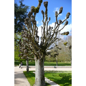 Photo France Château de Chenonceau Jardins de Chenonceau 2008-04 90