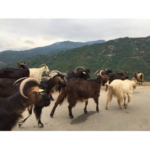 Photo France Corse Vallée d'Alesani 2017-07 10