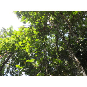 Photo Panama Bastimentos 2015-03 24
