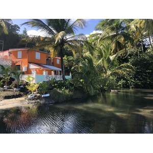 Photo Guadeloupe Bananier 2021-02 10