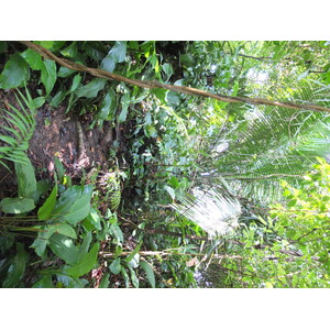 Photo Panama Bastimentos 2015-03 11