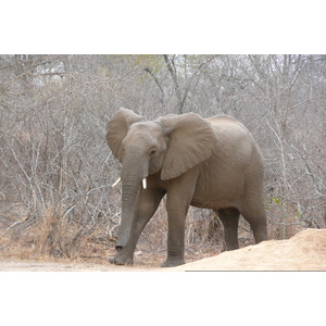 Photo Afrique du Sud Parc National Kruger Rivière Sable 2008-09 22