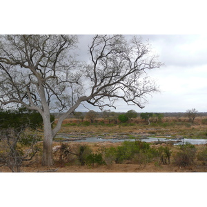 Photo Afrique du Sud Parc National Kruger rivière Crocodile 2008-09 4