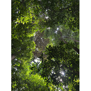 Photo Singapour Jardins botaniques de Singapore 2023-01 102