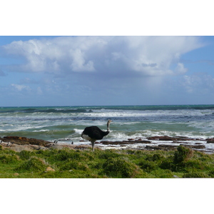 Photo Afrique du Sud Cap de Bonne Espérance pointe du cap de Bonne Espérance 2008-09 58