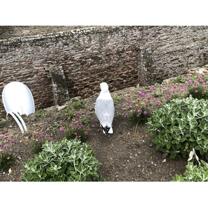 Photo France Saint Malo 2020-06 133