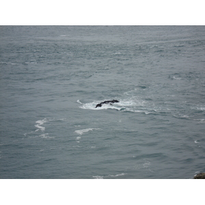 Photo Royaume-Uni Pembrokeshire Martins Havens 2006-05 20
