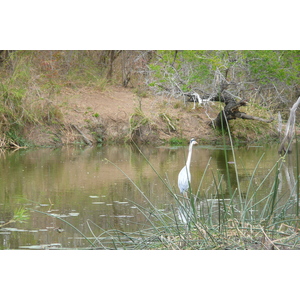 Photo Afrique du Sud Parc National Kruger Rivière Sable 2008-09 48