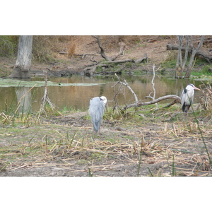 Photo Afrique du Sud Parc National Kruger Rivière Sable 2008-09 41