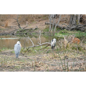 Photo Afrique du Sud Parc National Kruger Rivière Sable 2008-09 32