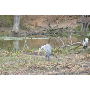 Photo Afrique du Sud Parc National Kruger Rivière Sable 2008-09 39
