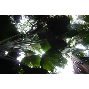 Photo Seychelles Vallée de Mai 2011-10 55