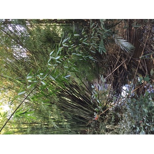 Photo Thaïlande Parc National Phu Hin Rong Kla 2014-12 223