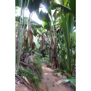 Photo Seychelles Vallée de Mai 2011-10 76