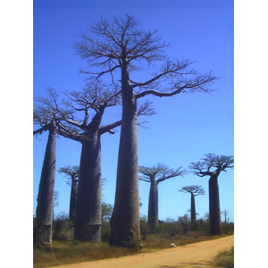 Photo Madagascar Morondava 1999-10 12