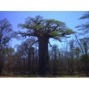 Photo Madagascar Morondava 1999-10 11