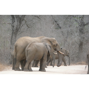 Photo Afrique du Sud Parc National Kruger Rivière Sable 2008-09 47