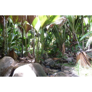 Photo Seychelles Vallée de Mai 2011-10 86