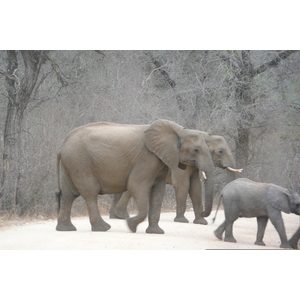 Photo Afrique du Sud Parc National Kruger Rivière Sable 2008-09 59