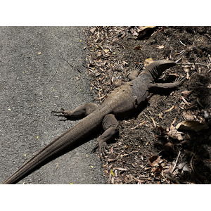 Photo Singapour Jardins botaniques de Singapore 2023-01 43