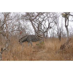 Photo Afrique du Sud Parc National Kruger 2008-09 62