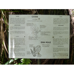 Photo Seychelles Vallée de Mai 2011-10 83