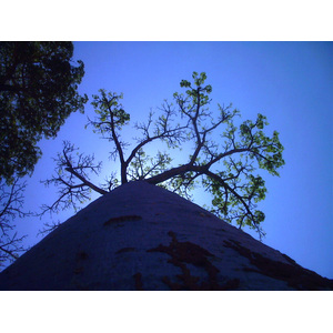 Photo Madagascar Morondava 1999-10 4