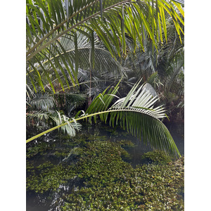 Photo Singapour Jardins botaniques de Singapore 2023-01 108