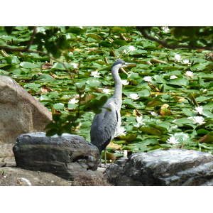 Photo Japon Kyoto Jardin Shosei en 2010-06 39