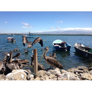 Photo Costa Rica Puntarenas 2015-03 76