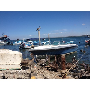 Photo Costa Rica Puntarenas 2015-03 97