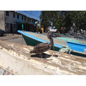 Photo Costa Rica Puntarenas 2015-03 86