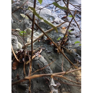 Photo Costa Rica Parc Manuel Antonio 2015-03 134