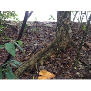 Photo Costa Rica Cahuita 2015-03 236