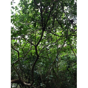 Photo Costa Rica Cahuita 2015-03 267