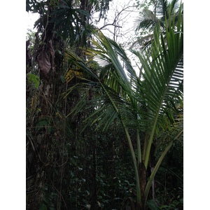 Photo Costa Rica Cahuita 2015-03 221