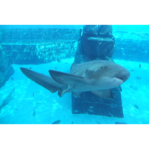 Photo Émirats arabes unis Dubai Hotel Atlantis 2014-02 9