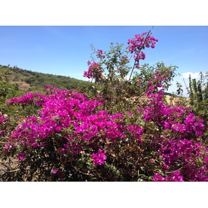 Photo Panama Boquete 2015-03 106