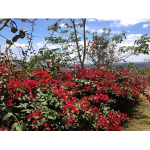 Photo Panama Boquete 2015-03 113