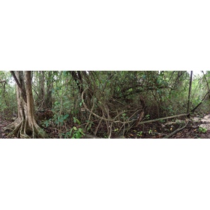 Photo Costa Rica Cahuita 2015-03 263
