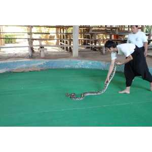 Photo Thaïlande Chiang Mai Ferme aux serpents Mae Sa 2010-12 87