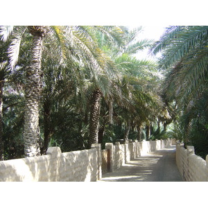 Photo Émirats arabes unis Al Ain Oasis 2005-03 14