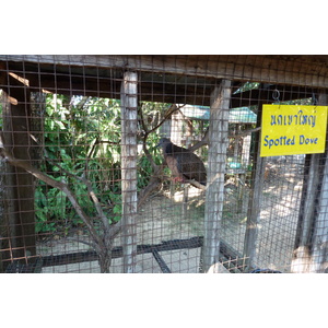 Photo Thaïlande Chiang Mai Ferme aux serpents Mae Sa 2010-12 14