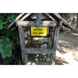 Photo Thaïlande Chiang Mai Ferme aux serpents Mae Sa 2010-12 19