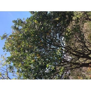 Photo Panama Boquete 2015-03 102